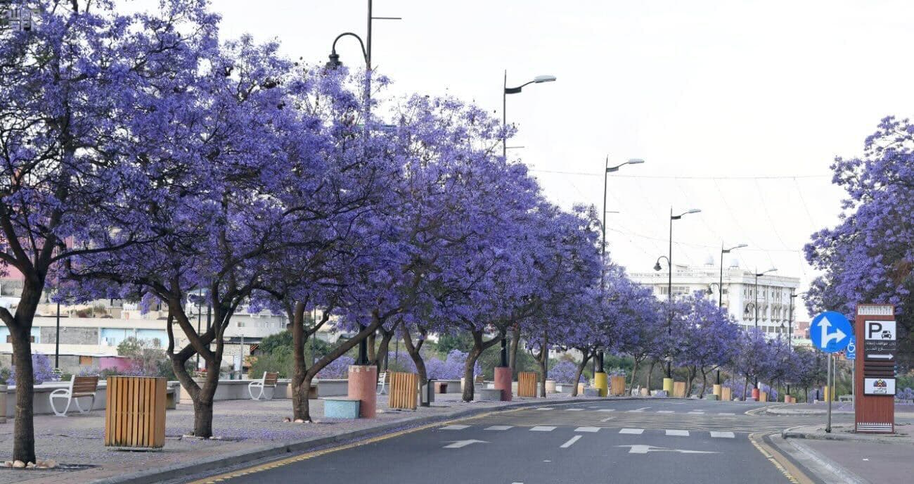أبها: جولة بين الطبيعة والتراث